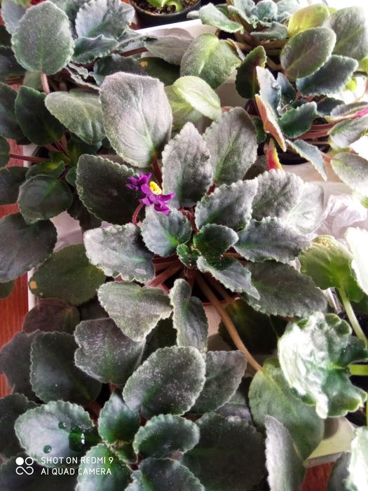 Фіалка сортова, кімнатний вазон