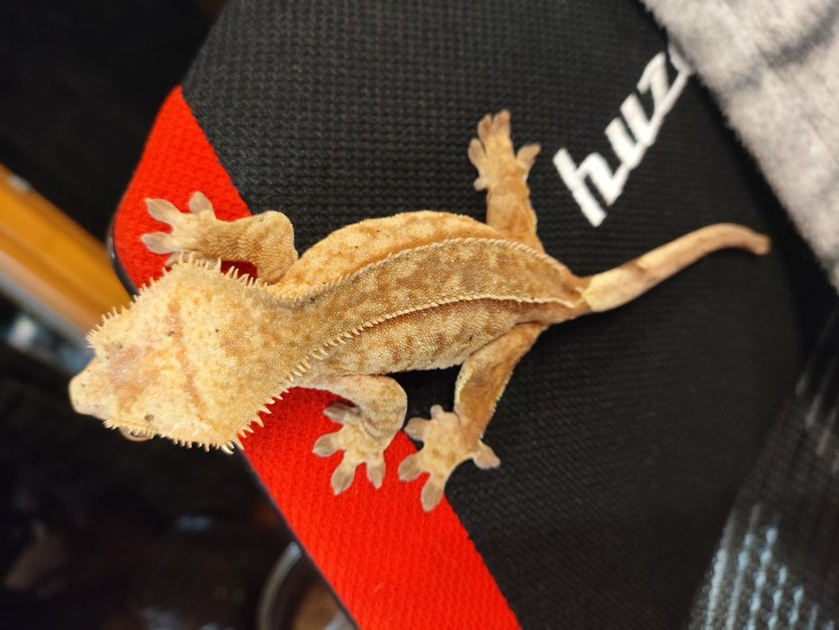 Para gekonów orzesionych Red brindle dalmatian i Orange super dalmatia