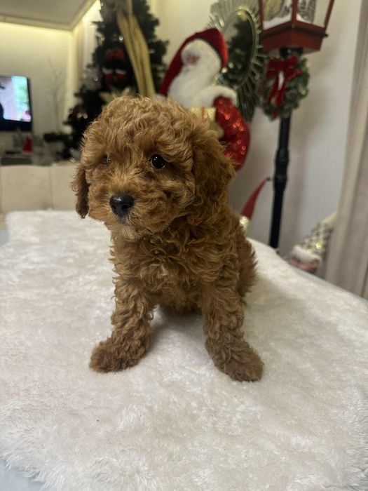 Cudowna sunia Pudel miniatura