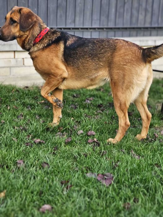 Michalinka 1,5 r większa piękna i łagodna  suczka do adopcji