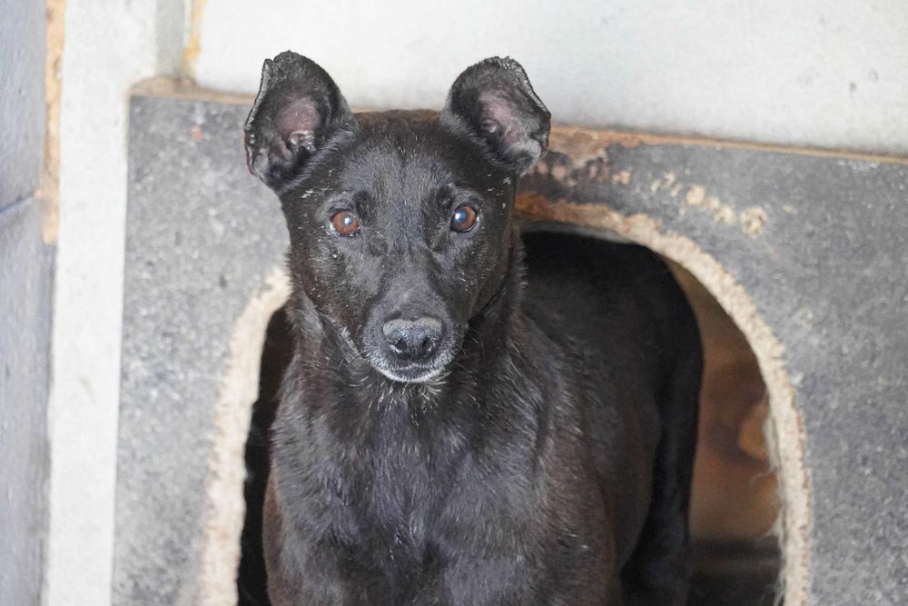 Bornit - niewielki, czarny piesek