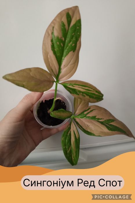 Філодендрон. Епіпремнум. Сингоніум