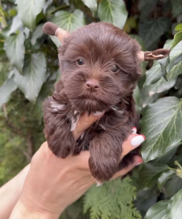 Йоркширский терьер Йорк