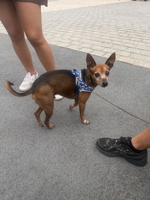 Cão pincher para dar