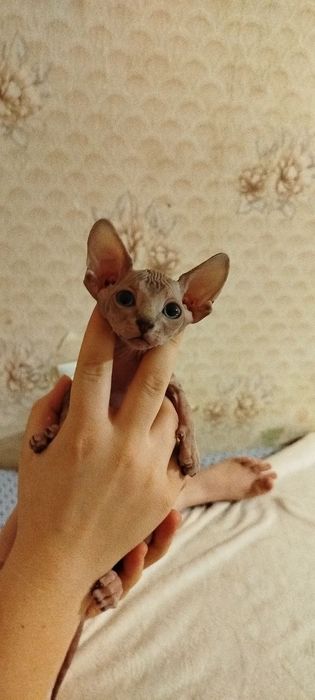Канадский сфинкс продажа