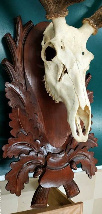 Рога оленя. Череп.