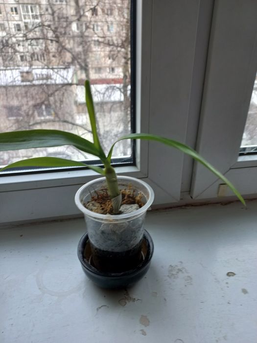 Дендробіум нобіле