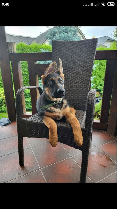 Пропоную кобеля німецької вівчарки для в'язки, з доками КСУ, гарний ро