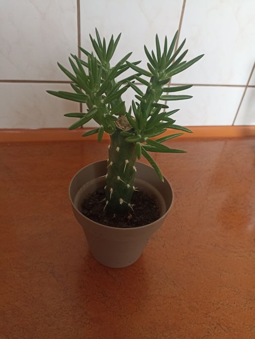 Fajna opuncja cylindryczna