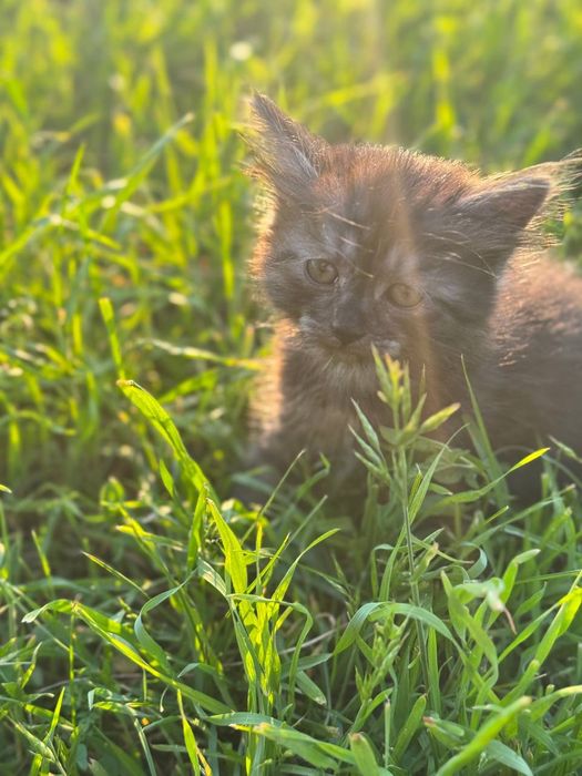 Гарні кошенята в доборі руки безкоштовно