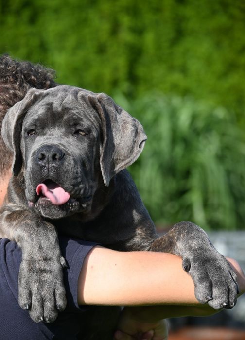 Cane Corso Italiano - ZkwP/FCI piękny szaro pregowany  samiec