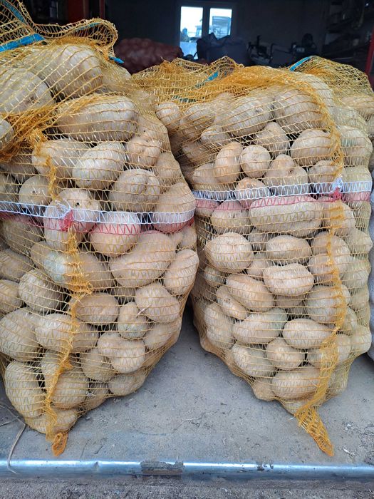 Workowane Ziemniaki Jadalne – Odmiany Lord i Tajfun