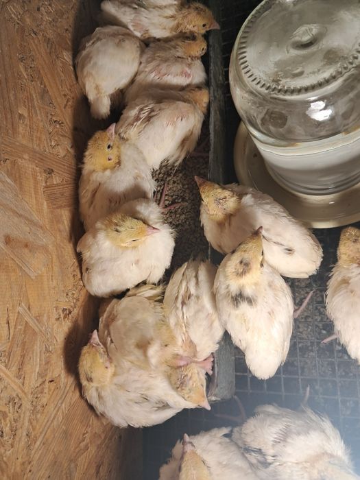 Продаються перепілки породи  Техаський Білий