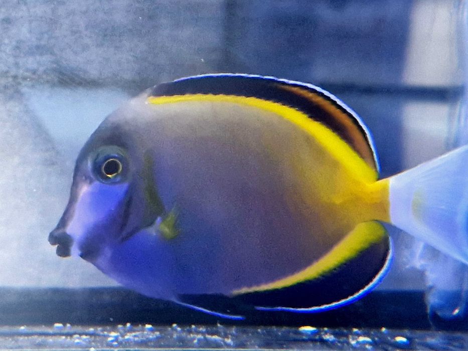 Acanthurus japonicus Ryba Akwarystyka morska Poznań