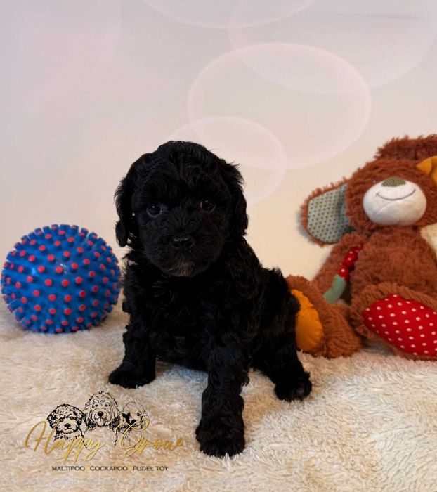Cockapoo F1b puchate słodziaki