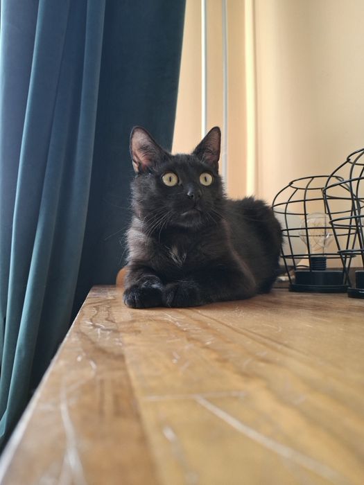 CARBON poleca się do adopcji