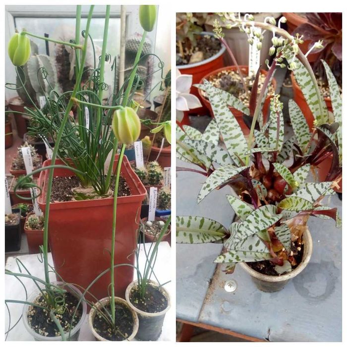 Продам излишки коллекции суккулентов