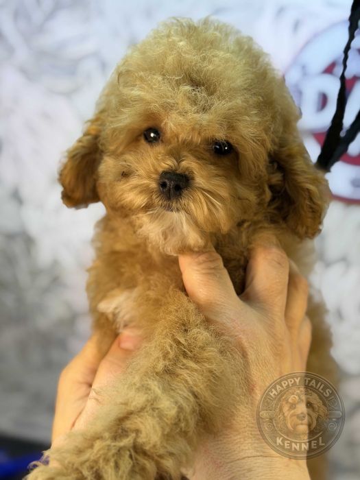 Słodka suczka Mini Cockapoo (1,7 kg) F1BB