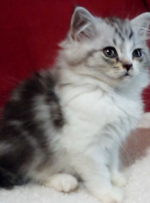 Вислоухие и прямоухие!Золотые и Голубые шиншиллы!