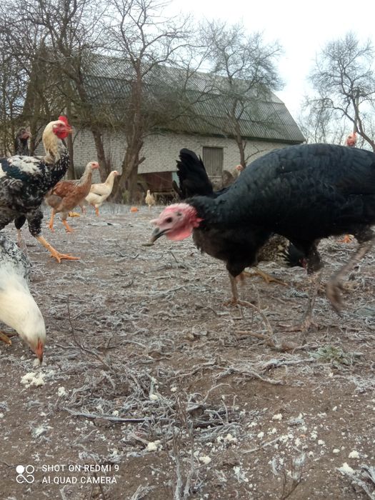 Юрловська голосиста курочкі