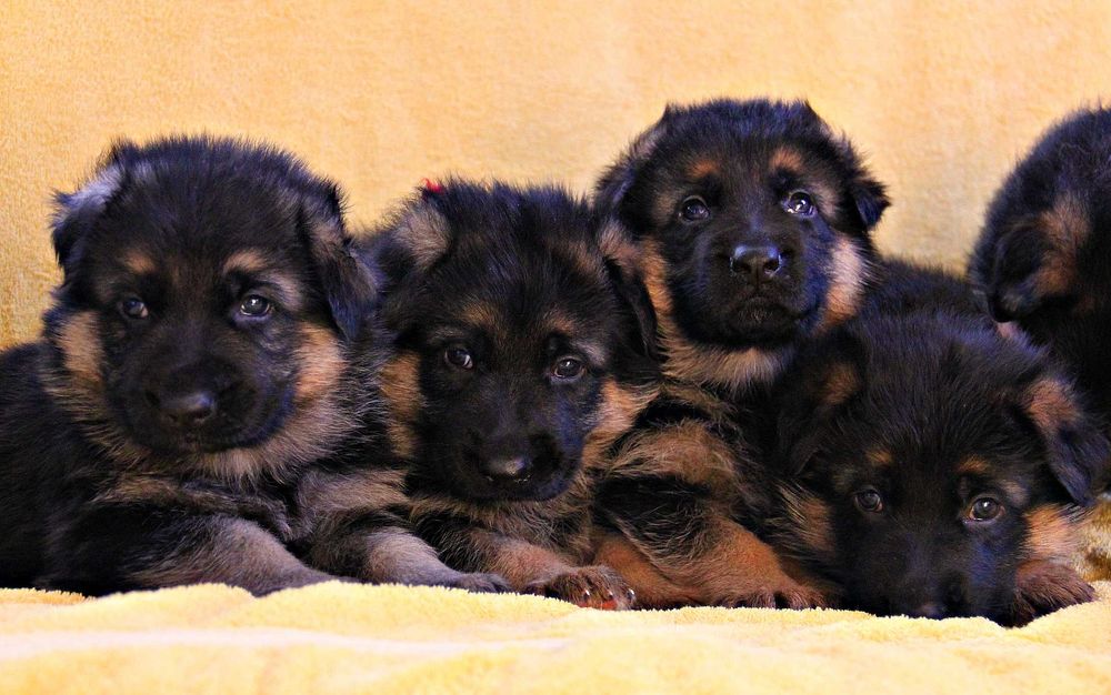 Чепрачні цуценята, внуки 1-го відбірника Німеччини! Німецька вівчарка!