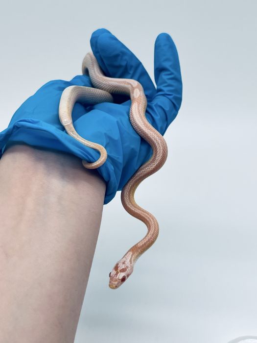 Wąż zbożowy węże zbożowe samica samiec transport