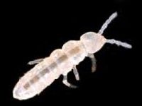 Drosophilas e alimento vivo