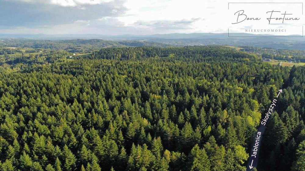 Działki leśne (jodła) w Bączalu Górnym 0,8054 - 1,3351 ha NOWA CENA - View 4