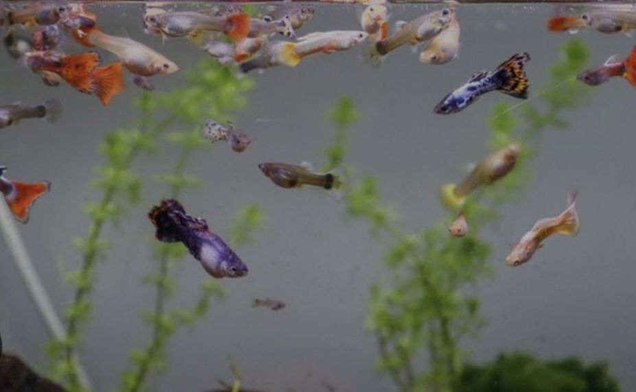 Guppies bem criados