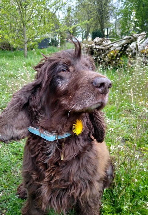 Spaniel  Majra szuka domu -grzecznościowo -aktualne