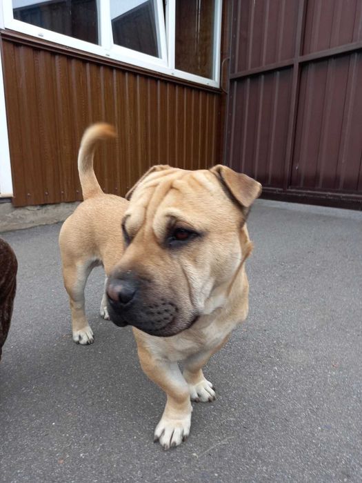 Собака (хлопчик) шукає наречену