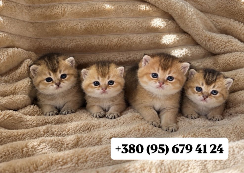 Шотландські кошенята