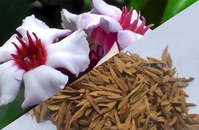 Strofantyna prosto z Kamerunu, Jakość, 200szt - kwiaty nalewka