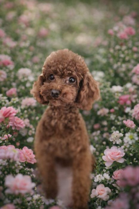 Pudel Toy Reptoduktor