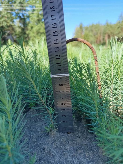 Сіянці сосни кримської, звичайної, модрини й дуба з відкритого ґрунту