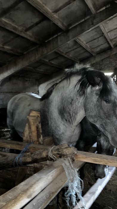 Продам молодого жеребця