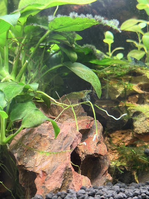 Camarao neocaridina transparentes