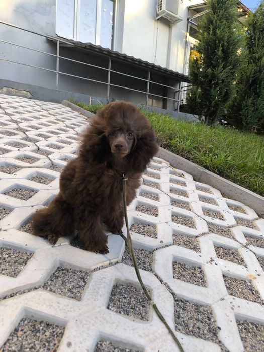 Дітки шоколадки той пудель