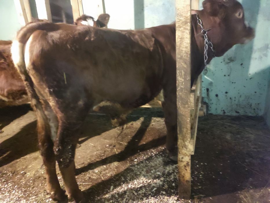 Продаю бичка , 9 місяців