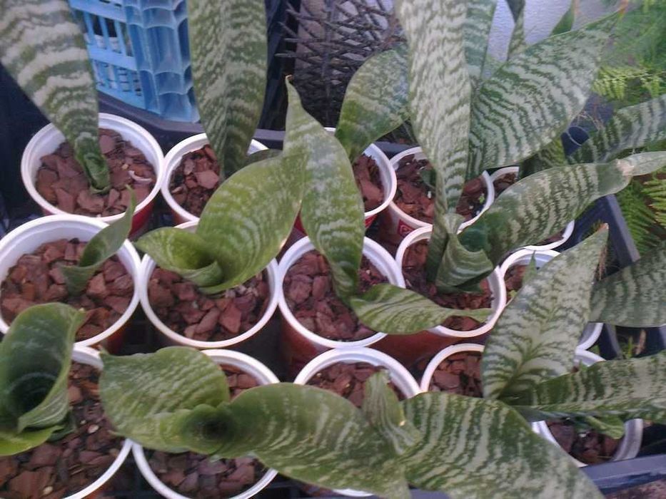 Espadas de São Jorge (planta natural)
