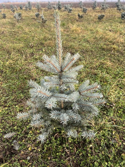 Ялини блакитні:Хупсі, Глаука Глобоза (8,9 річні-привиті)