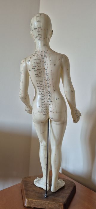 Modelo anatómico Shiatsu profissional