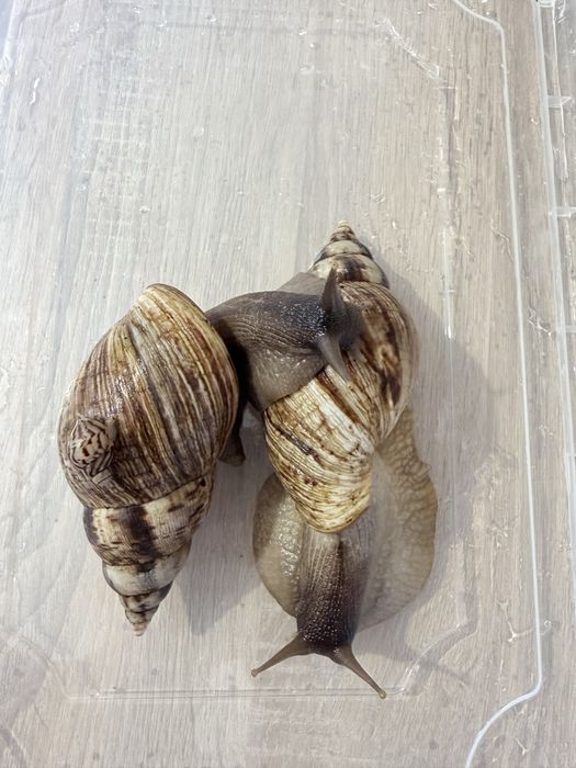 Равлик ахатина ретикулята, ахатіна