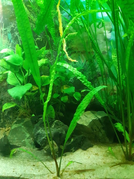 Cryptocoryne-roślina akwariowa