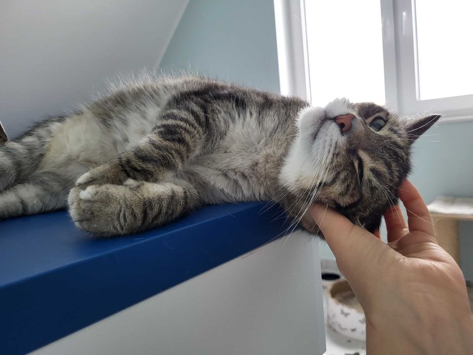 Mia i Loki, dwa przyjazne kotki, szukają domu