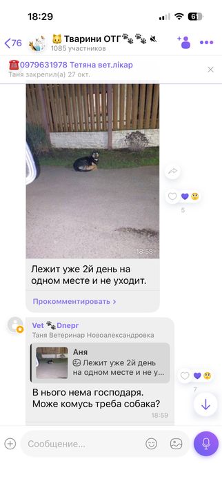 Песик пес собака шукає родину, знайшли, загубився  молодий