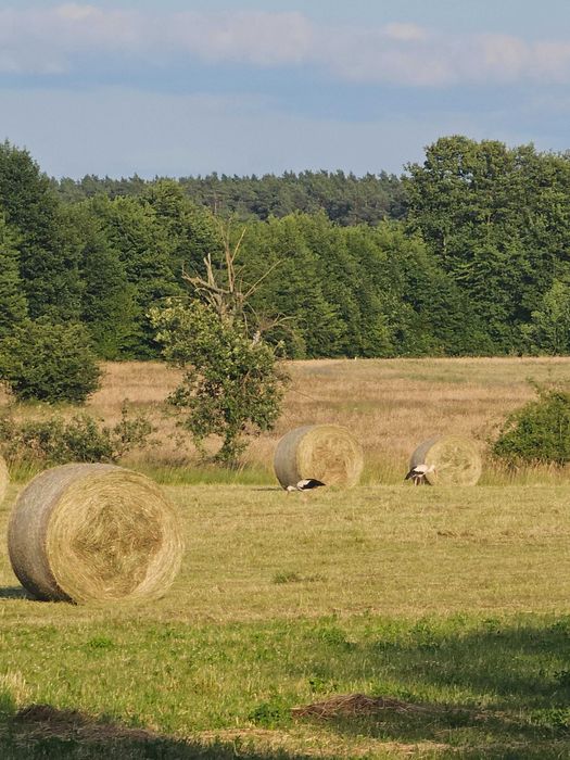 Siano w belach 120x130