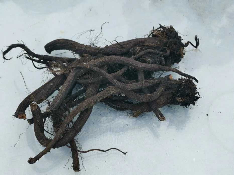 Żywokost korzeń żywokostu świeże kopane 1kg