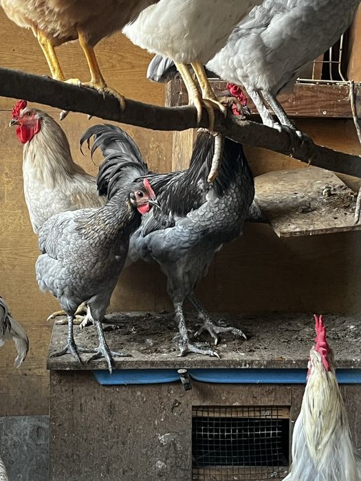 Galos e Galinhas varias raças