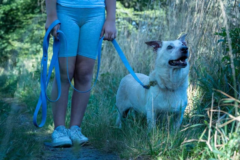 RATUNKU dla Cheeriosa! Szukamy domu lub domu tymczasowego